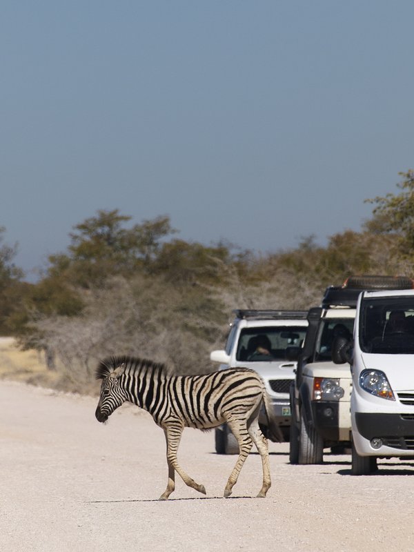 Etosha National Park, Rietfontein, Zebra